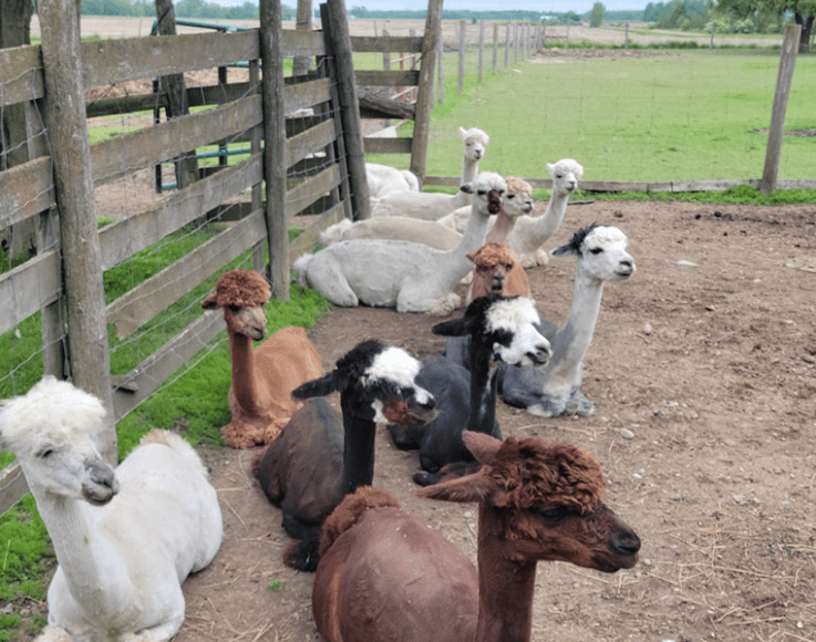 alpacas laying down in a fenced yard