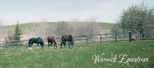 three horses eating grass on the field