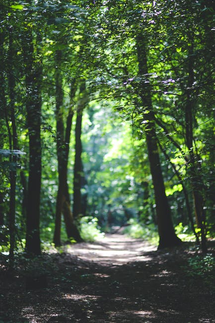 stock photo of trees