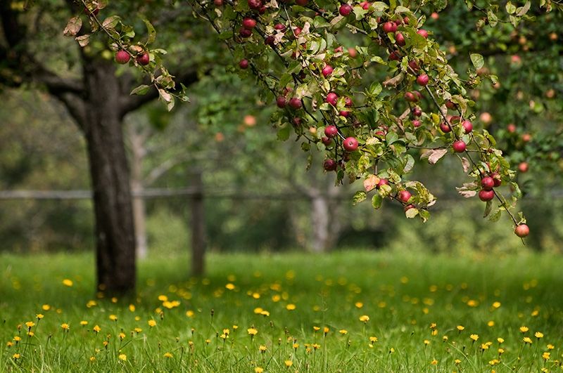 apple tree in the orchard at apple land