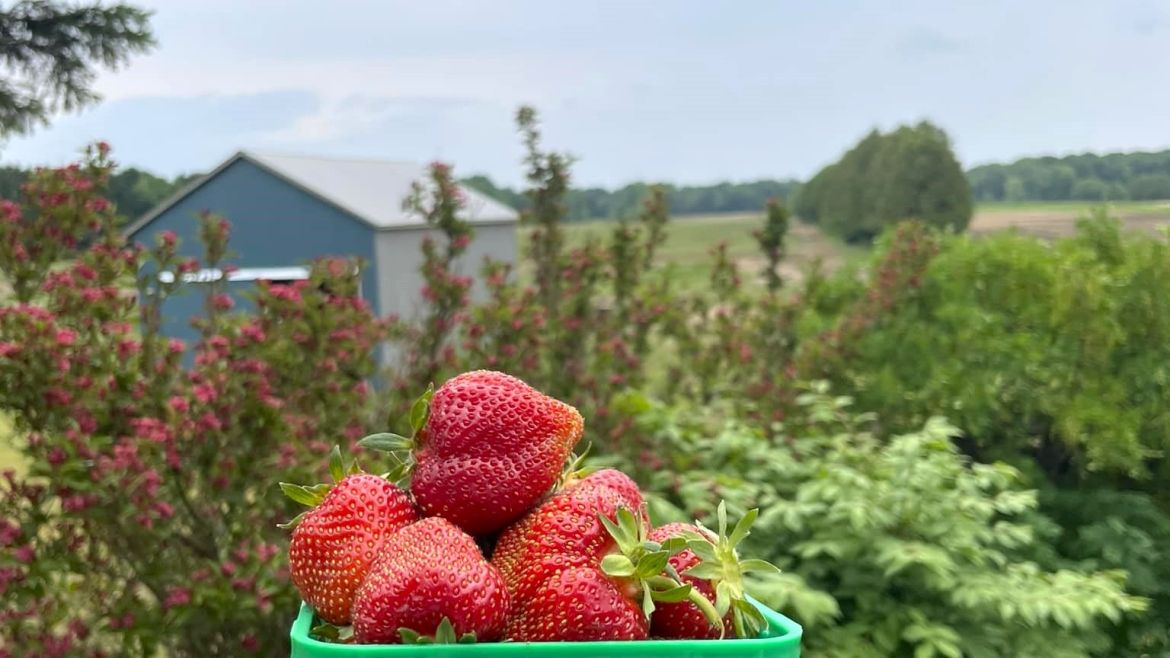 berries in a box