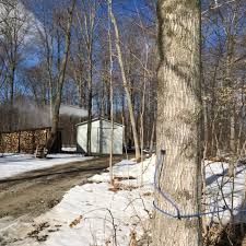 Maple syrup tapping