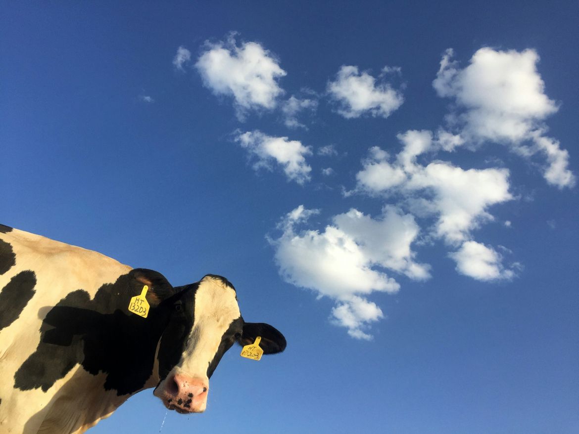 Cow