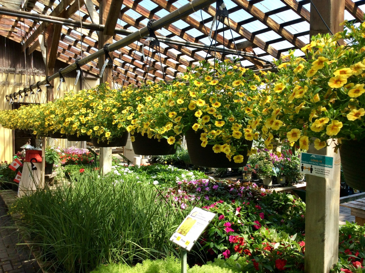 a visual of inside thuss greenhouses showcasing the different flowers, flora and plants they have for sale