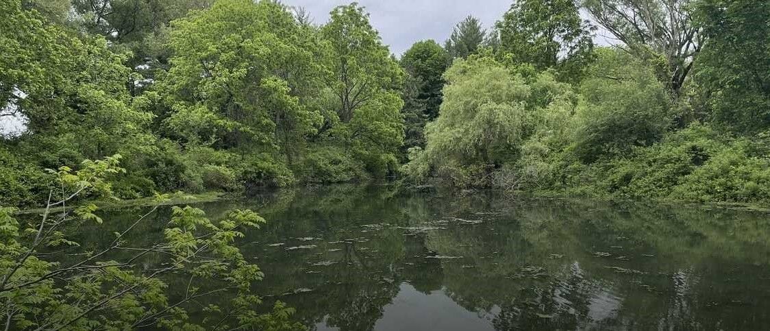 Trailcam photo of a small pond with trees reflecting off it from behind