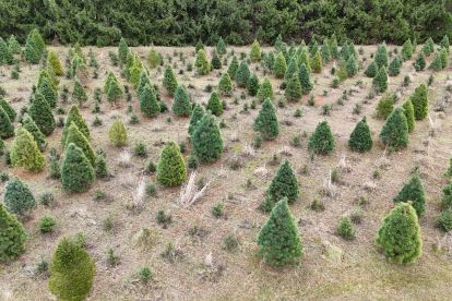 Christmas Tree Farm