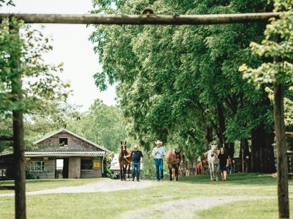 walking horses