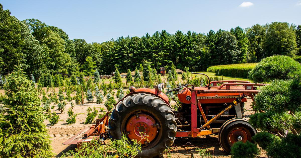 Sabbe's Tree Farm | Visit Middlesex