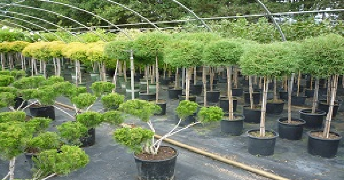 Zimmerman's Garden Centre Visit Middlesex