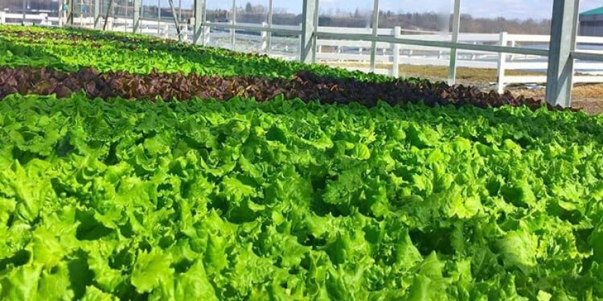 73032734_781159189010456_25093